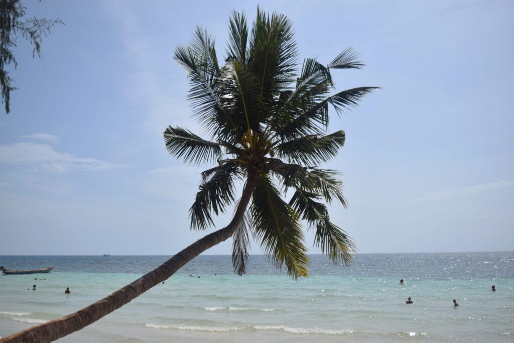 palm tree over the water in koh tao thailand