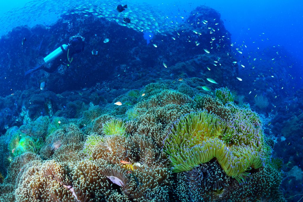 colorful reef in koh tao scuba diver in the background