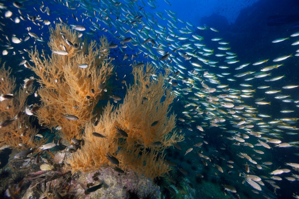 school of fish as seen with a sea fan with chumpon pinnacle, one of the best koh tao dive sites