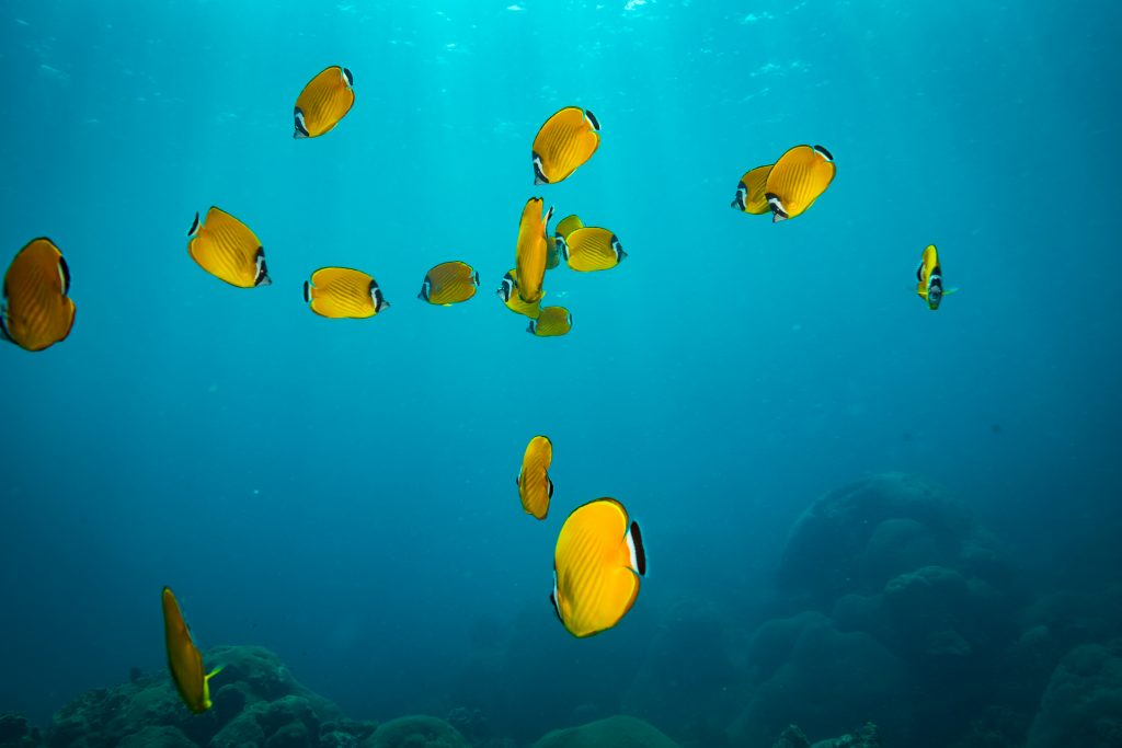 collection of yellow fish swimming near koh tao scuba divers