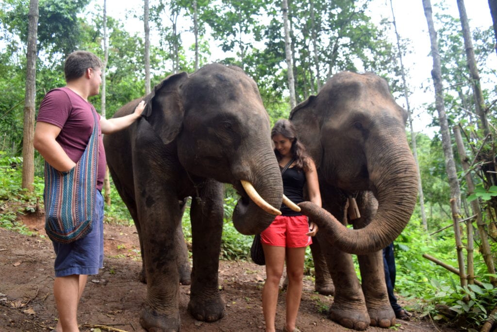 kate storm and jeremy storm feeding bamboo to 2 elephants chiang mai thailand