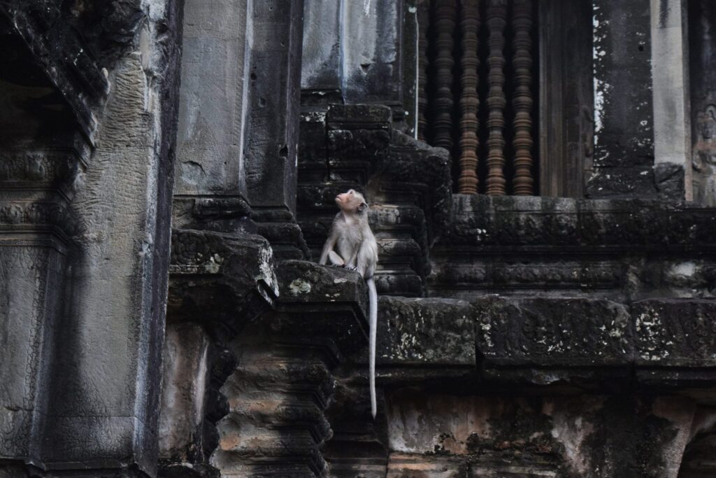 young monkey sitting on the edge of a temple in angkor wat staring up