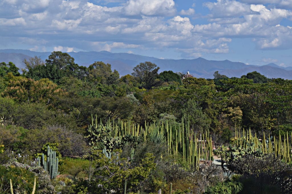 cacti as seen from above when visiting oaxaca mexcio