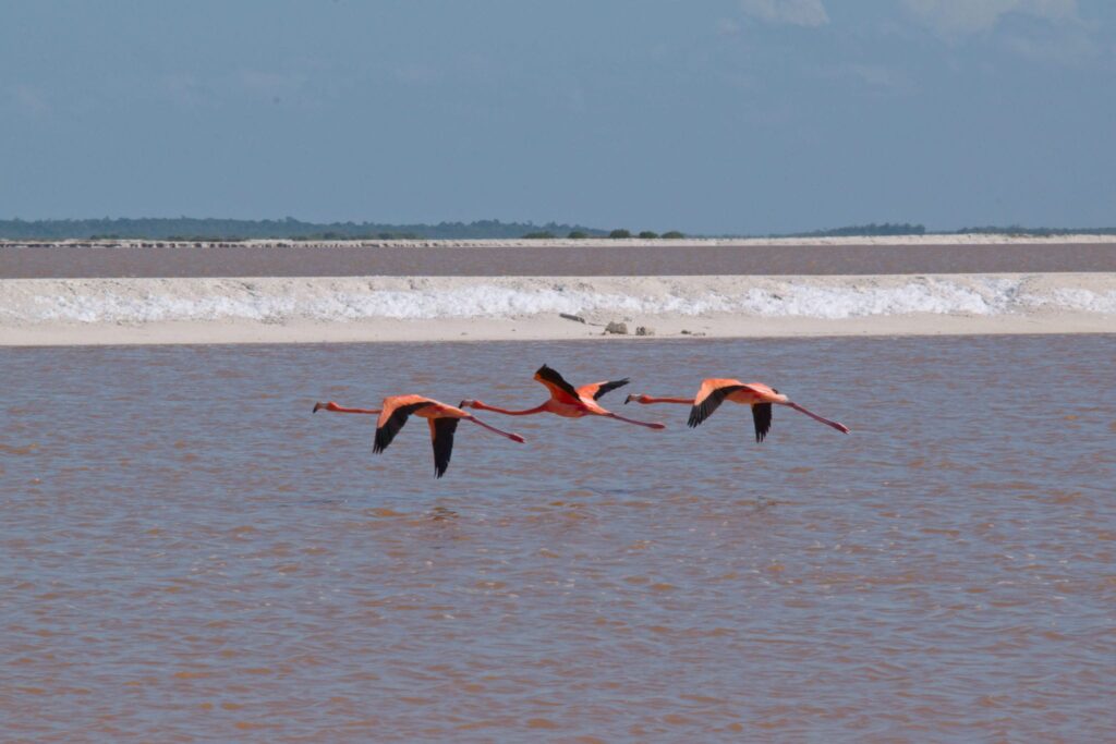 3 flamingos flying across the pink lakes mexico