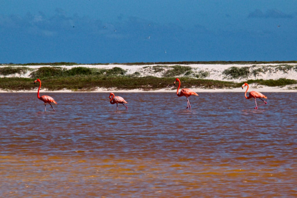 Pink Lakes of Las Coloradas, Mexico