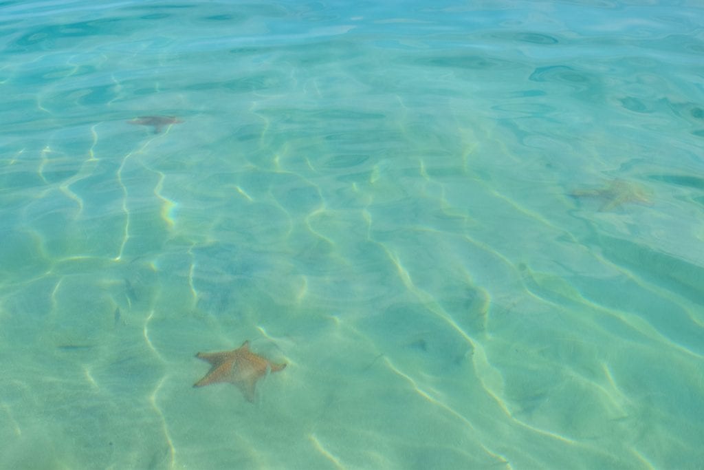 starfish under the water surface in panama