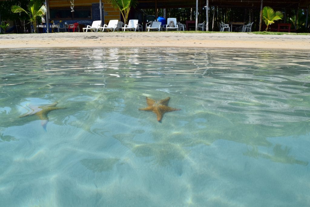 starfish in the water with the shore in the background