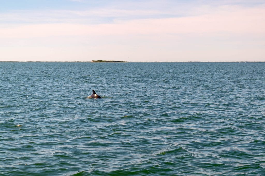 Dolphin poking out of the water near Atlantic Beach NC as seen from a boat