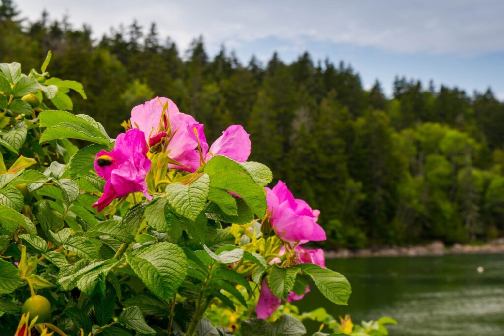 pink wildlflowers growing in maine acadia np