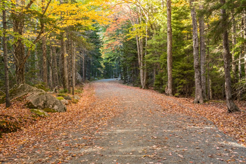 empty carriage road in acadia np at the beginning on the fall foliage season
