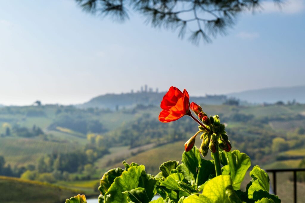 Things to Eat in Florence: Wine Tasting in Tuscany