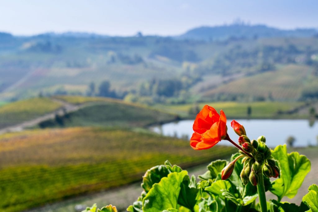 Things to Eat in Florence: Wine Tasting in Tuscany