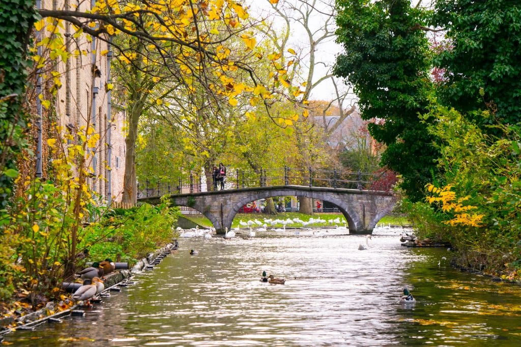 view of a stone bridge with ducks under it as seen from a bruges canal cruise