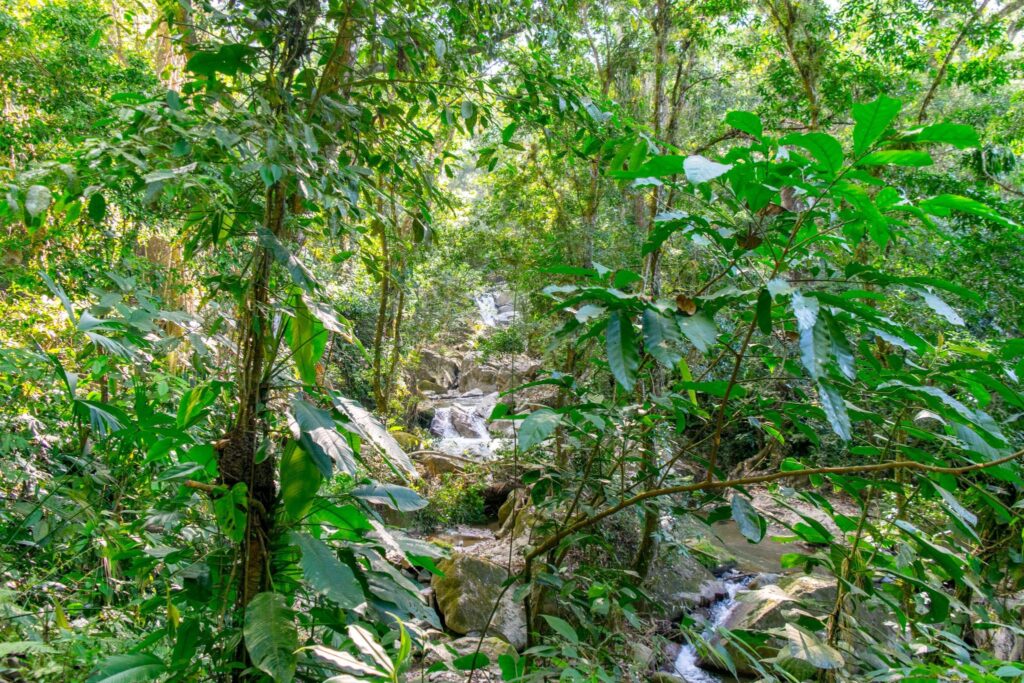 small stream as when hiking to waterfalls minca colombia