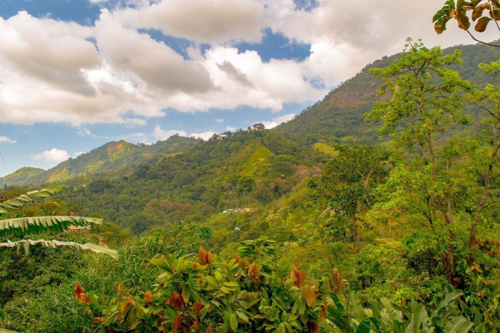 Jungle near Minca, Colombia