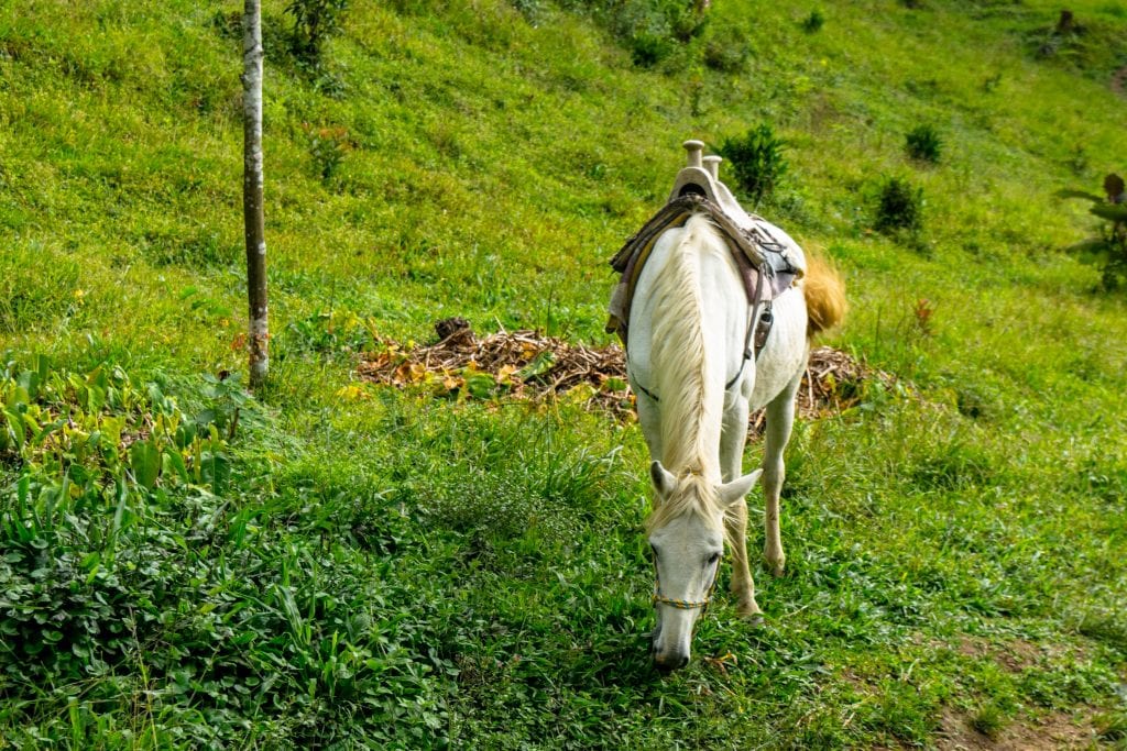 white horse in a lush field in salento colombia