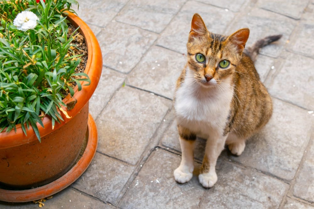 green eyed cat sitting next to a potted plant