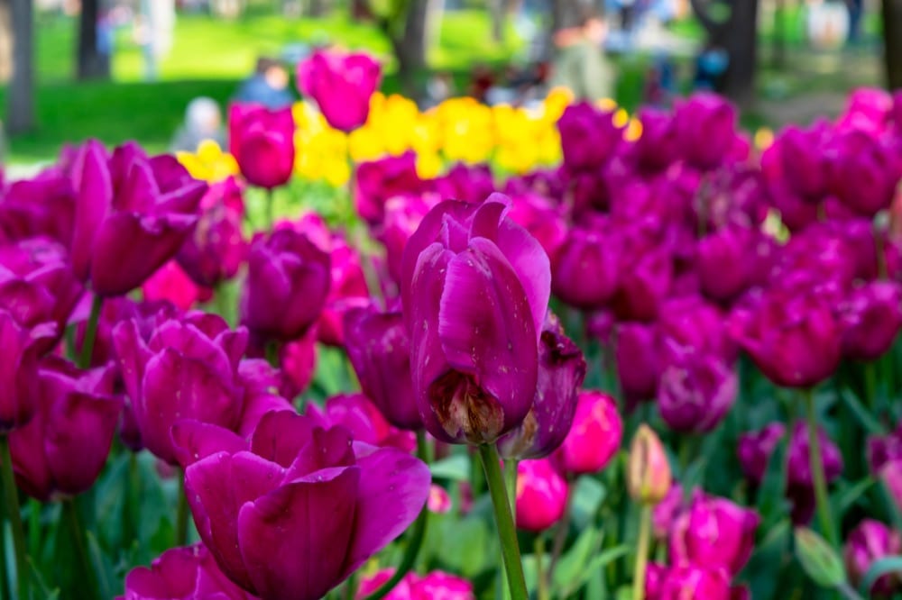 2 Days in Istanbul: Tulips in Taksim Square