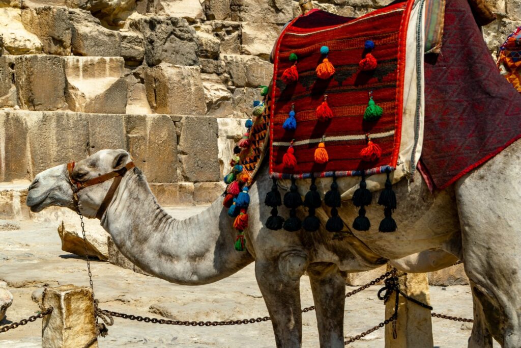 camel in giza egypt with a red shawl on its back