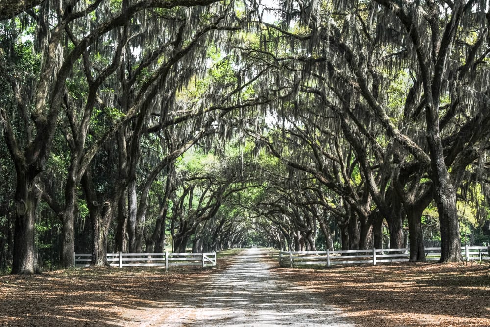 Driveway of Wormsloe Plantation, one of the best Savannah photo spots, with a white wooden fence with the gate open