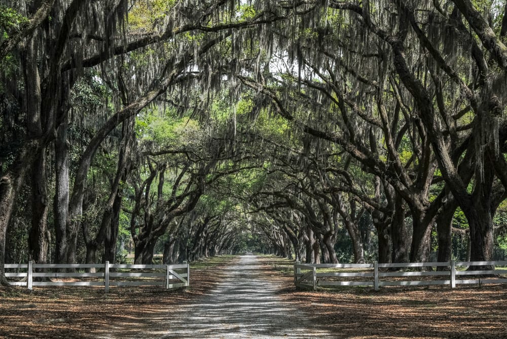 Best Things to Do in Savannah: Wormsloe Plantation
