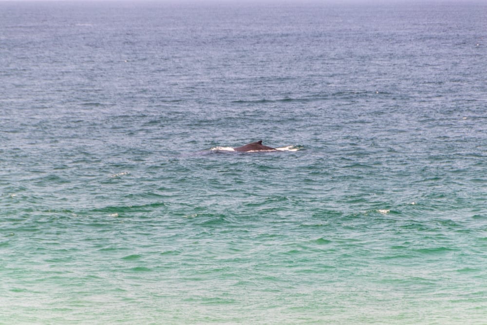 Tofo, Mozambique: humpback whale
