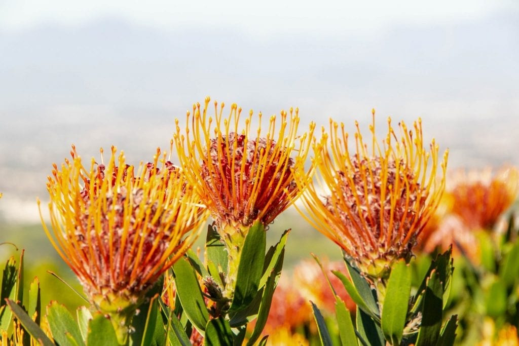 South Africa Packing List: Orange Flowers