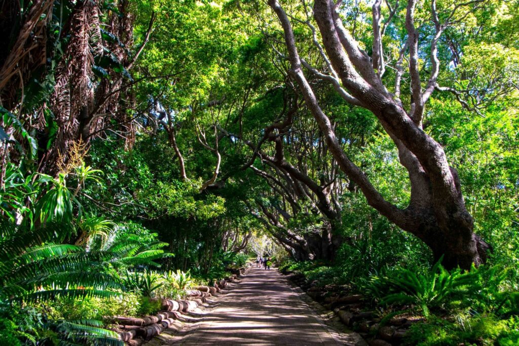 South Africa Packing List: Tunnel of Trees Kirstenbosch Gardens