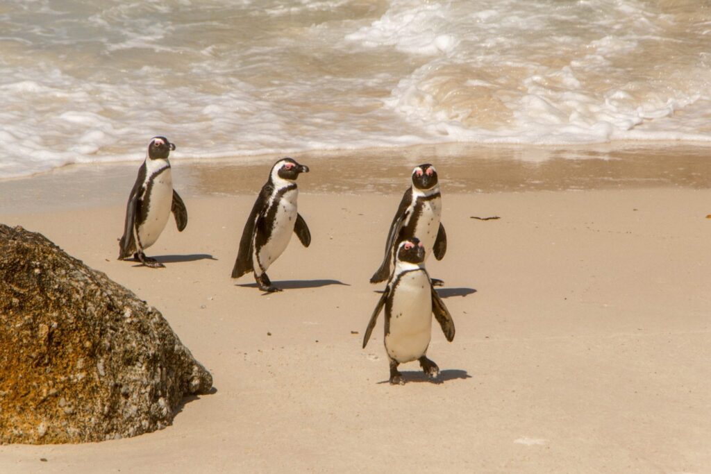 four penguins walking out of the water at boulders beach south africa