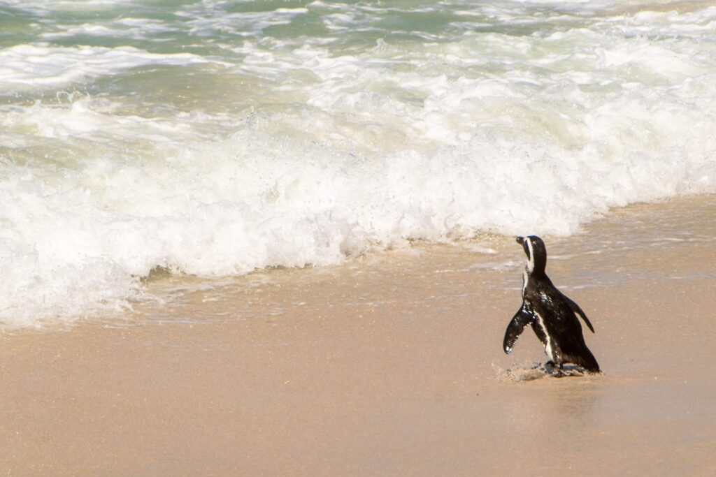 3 Days in Cape Town Itinerary: Boulders Beach Penguin