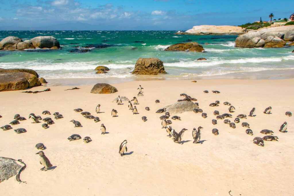 3 Days in Cape Town Itinerary: Penguins at Boulders Beach