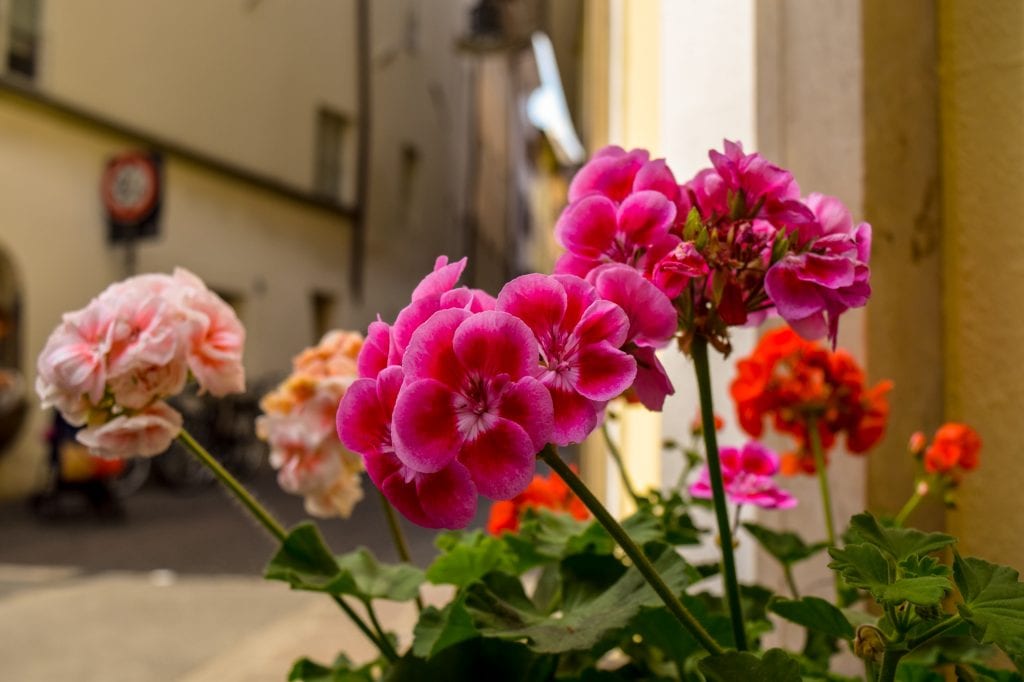 Best Things to Do in Bolzano: Flowers