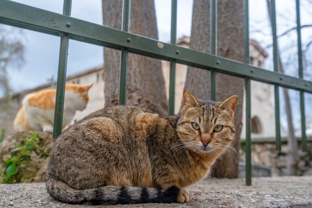Close up of cat in Athens, 2 days in Athens itinerary