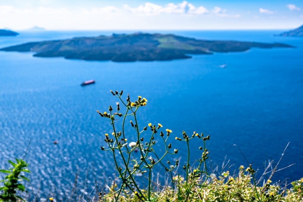 wildflowers growing on the edge of a cliff in santorini greece with caldera visible in the background