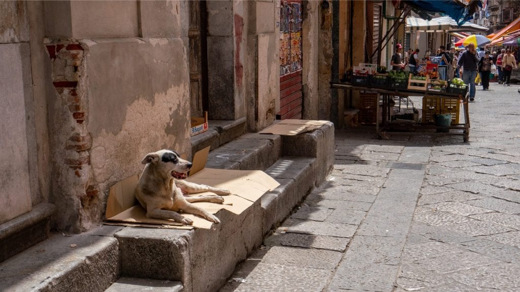 dog resting on a stone bench in palermo italy
