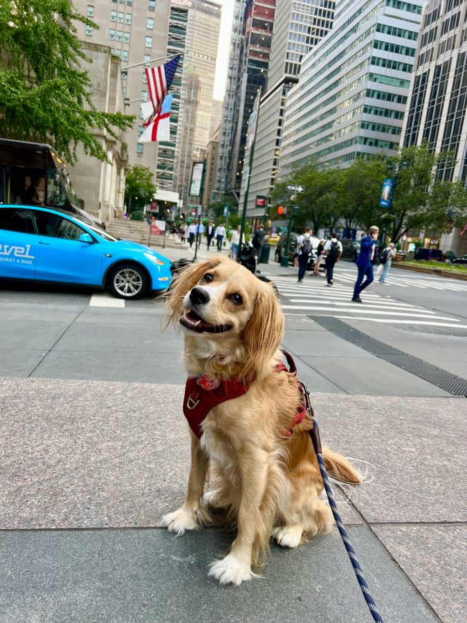 ranger storm sitting along park avenue in midtown nyc