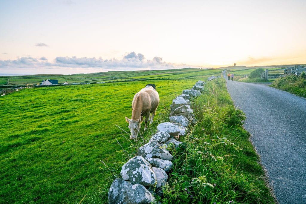 Road leading toward Hag's Head at the Cliffs of Moher. There's a brown cow to the left of the photo.