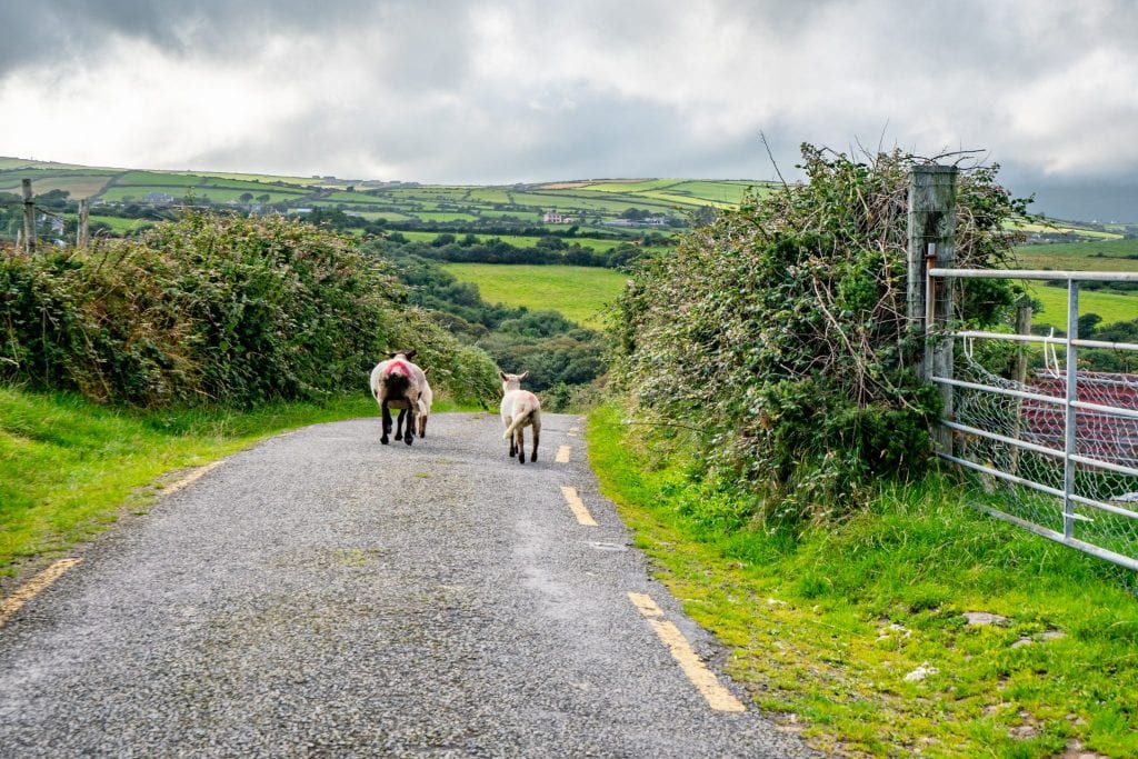 two sheep walking down a narrow country road in ireland, as seen on a road trip around ireland