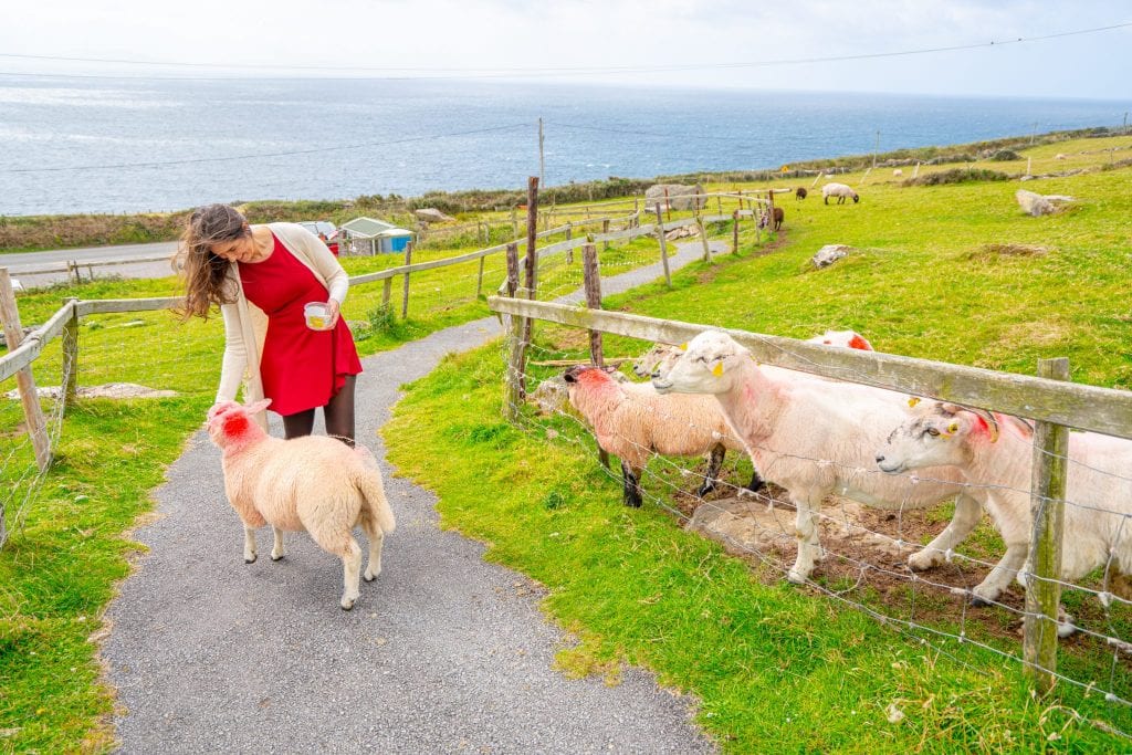 Kate Storm feeding sheep on Slea Head Drive--definitely stop at at least one farm during your 10 days in Ireland!