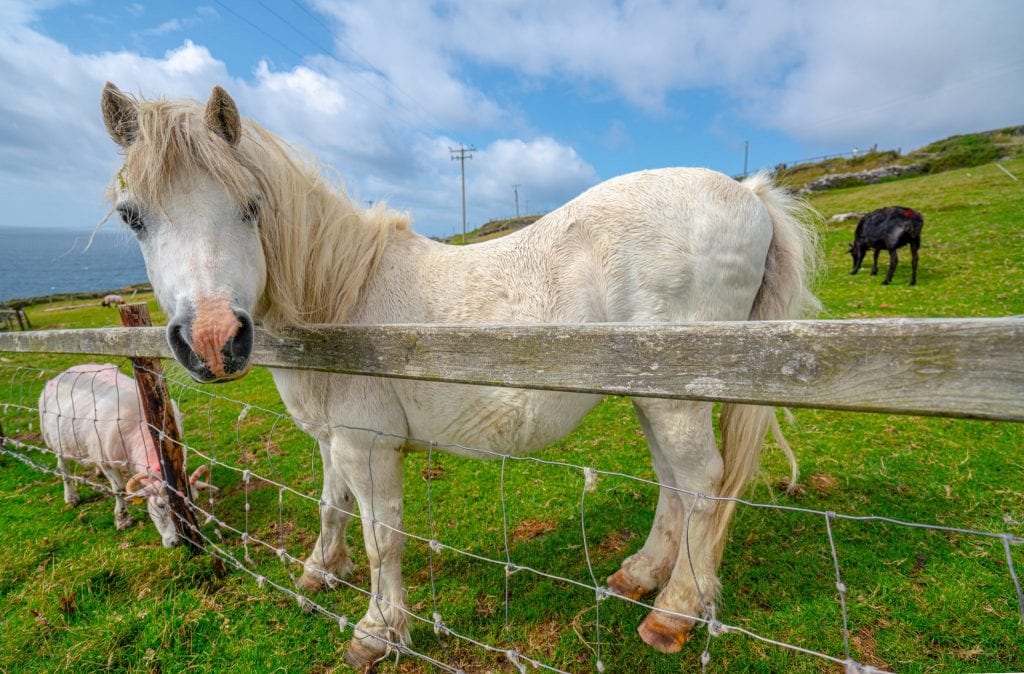 White horse looking over a wooden fence along Slea Head Drive Dingle Peninsula Drive Ireland
