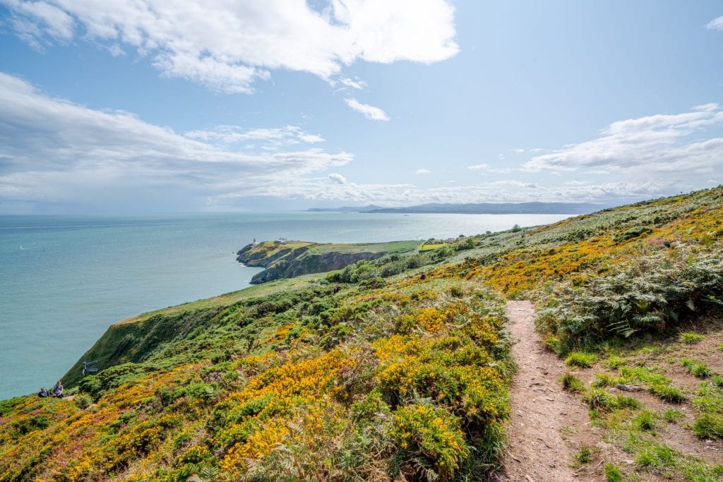 views of yellow wildflowers lining a path on the howth cliff walk, one of the best day trips from dublin. the ocean is visible on the left of the photo