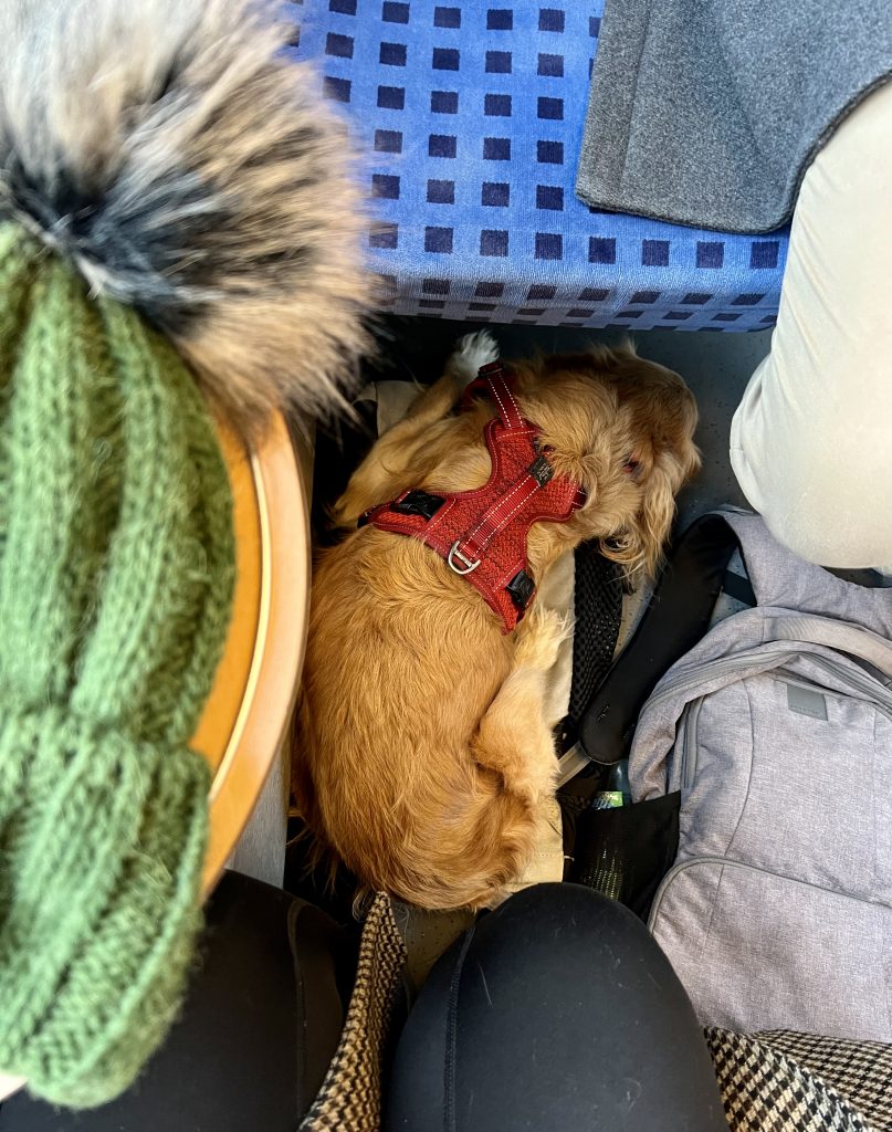 ranger storm sleeping on a train in germany