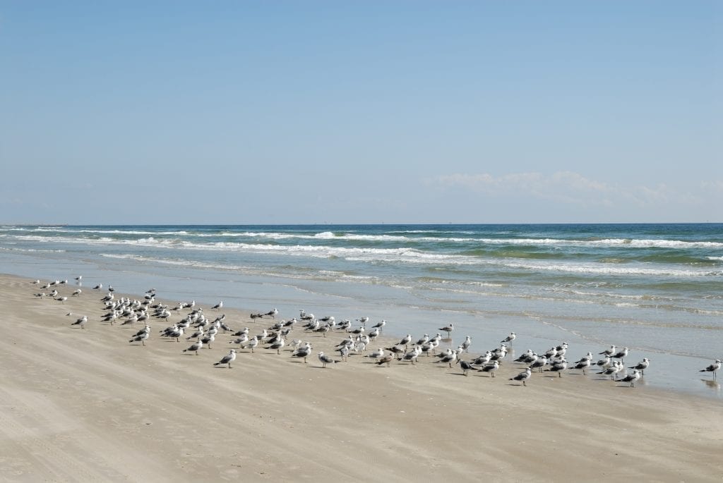 Beach in Galveston Texas with a flock of seagulls on it
