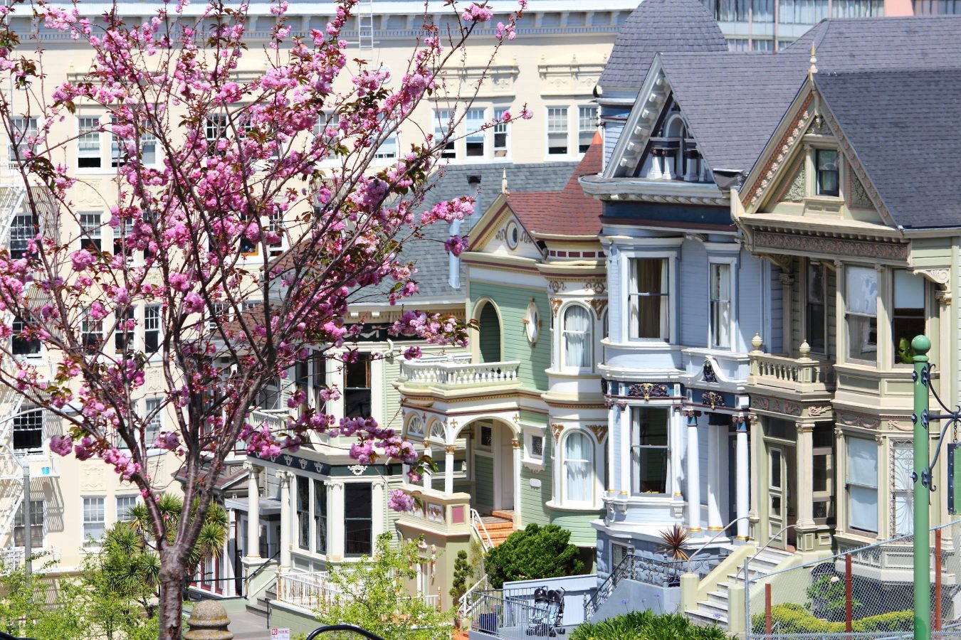 pink flowers blooming on a tree in front of victorian houses, a fun stop on a 3 day weekend in san francisco itinerary