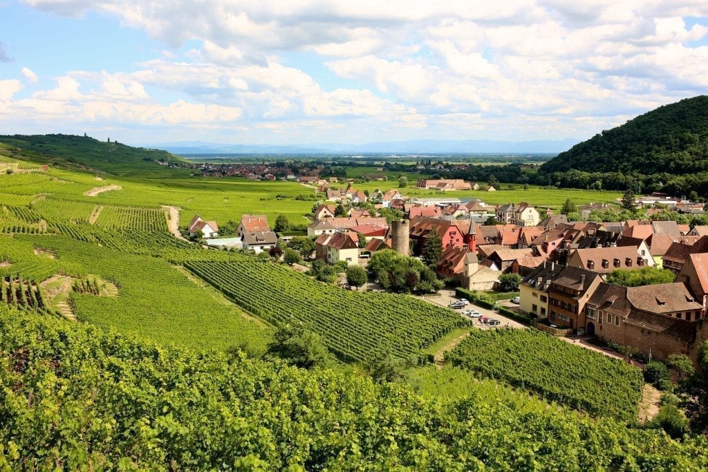 Vineyards along the Alsace Wine Route with a village visible in the distance on the right side of the photo