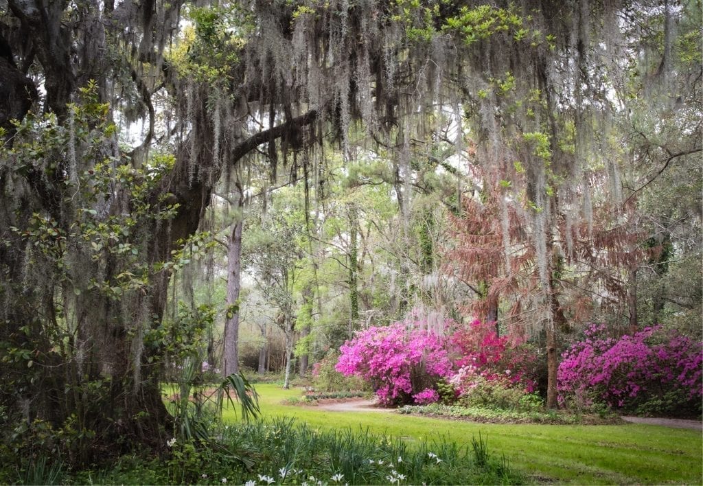 view of live oak trees and azaleas in the gardens on magnolia plantation near charleston