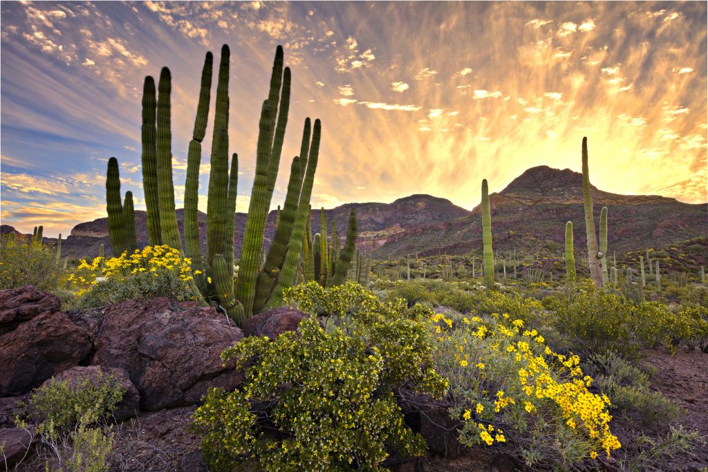 cacti and yellow flowers at sunset in organ pipe national monument, one of the beautiful places in arizona to visit