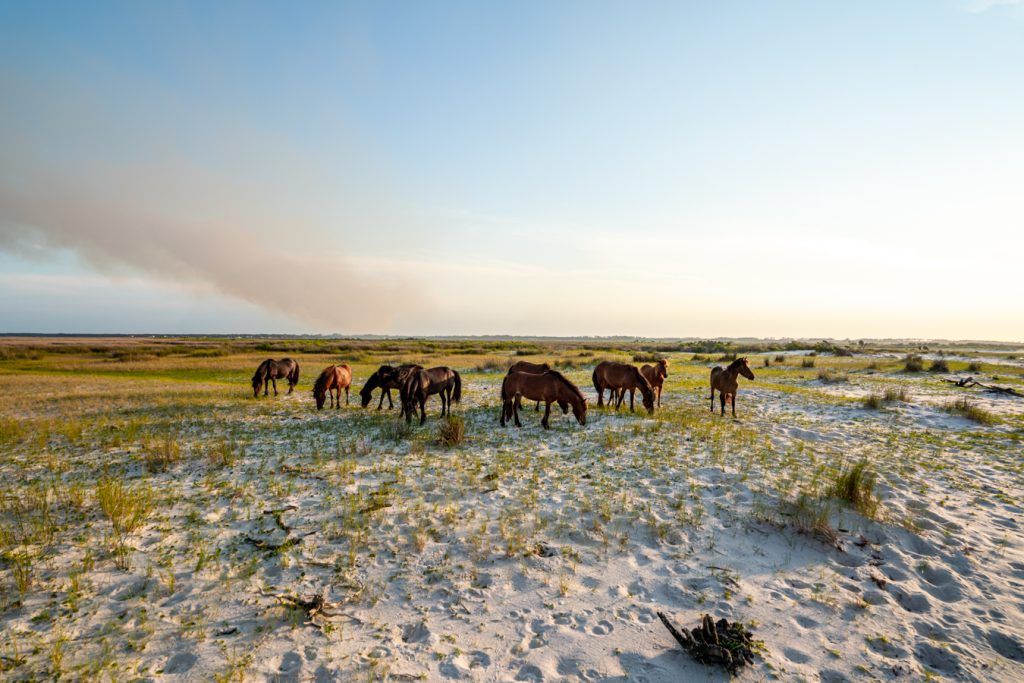 wild horses on cedar island north carolina