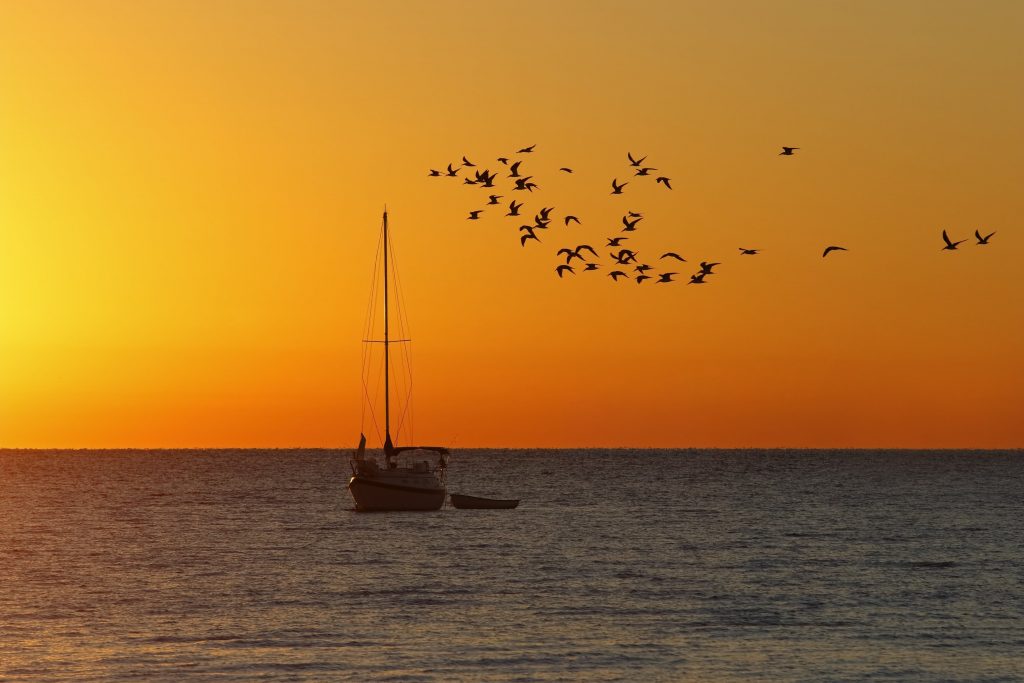 sailboat in the water at sunrise with a flock of seagulls in cedar key florida, november vacation spot in usa