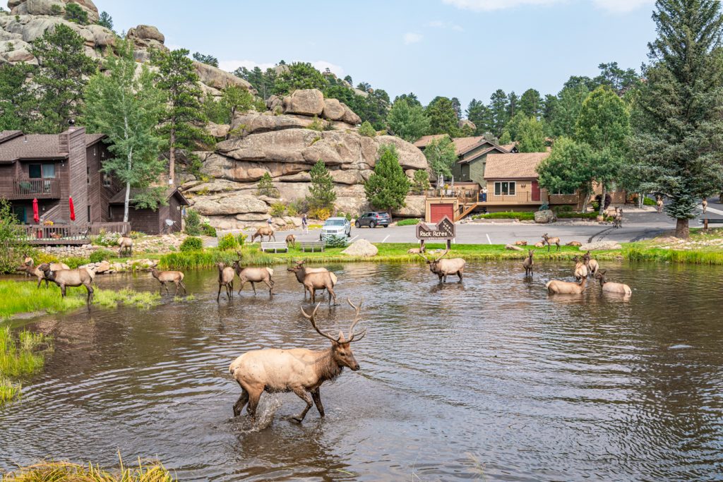 elk in a pond in estes park, one of the cutest small towns in america